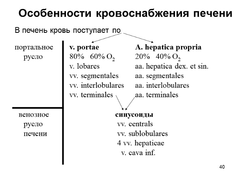 40 Особенности кровоснабжения печени  В печень кровь поступает по